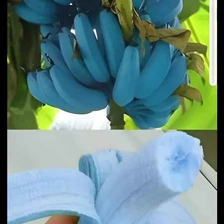 Couette-café Blue Banane *