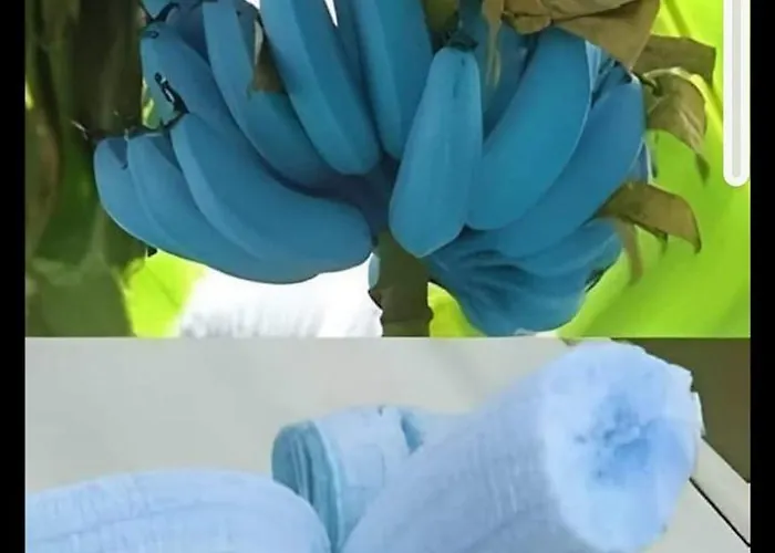 Bed & Breakfast Blue Banane *